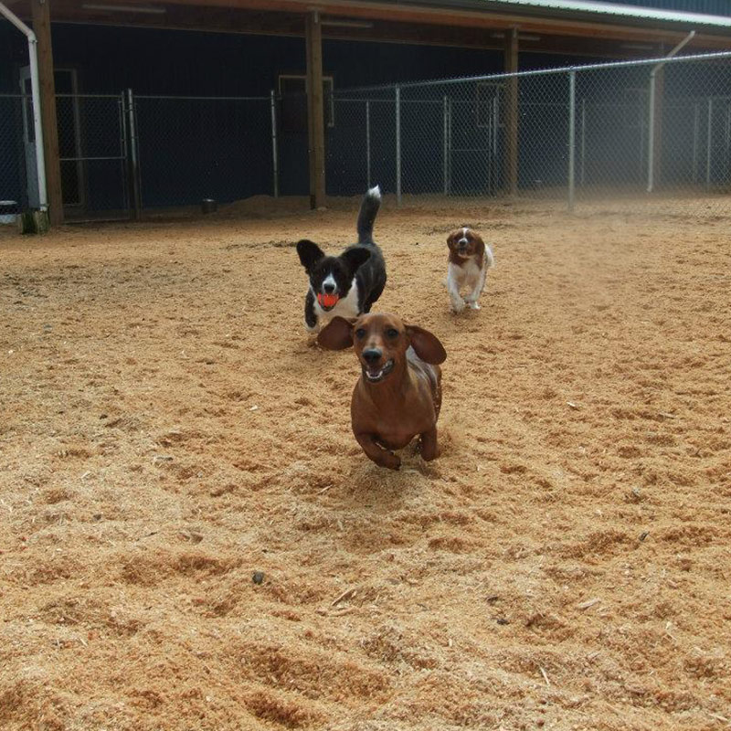 Pacific Northwest Kennels facility